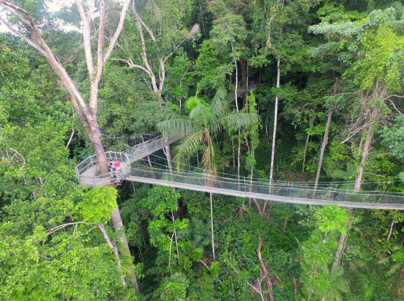 Iwokrama Canopy Walkway, Iwokrama Forest, Potaro-Siparuni Region, Guyana
